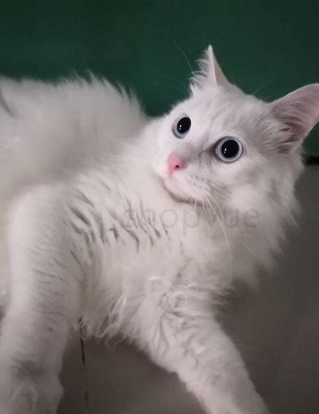 小猫咪怎么养