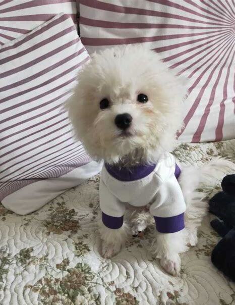 一个月小比熊怎么养