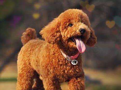 如何养泰迪幼犬,怎么养泰迪