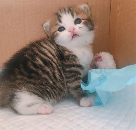 刚出生的小奶猫怎么养