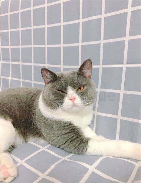 怎么养英短蓝猫 怎么养英短蓝猫