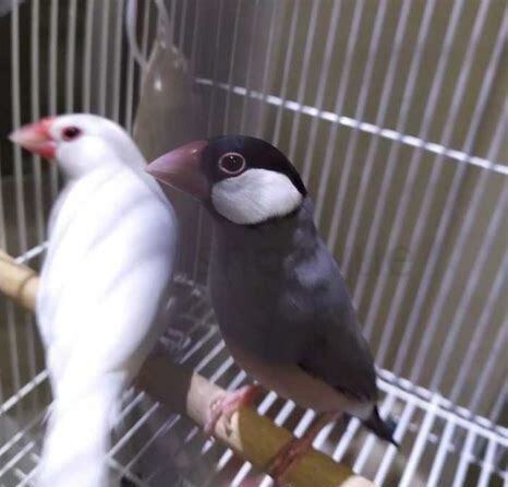 宠物鸟怎么养