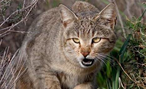 野猫怎么养