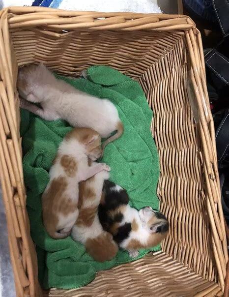小猫怎么养才听话