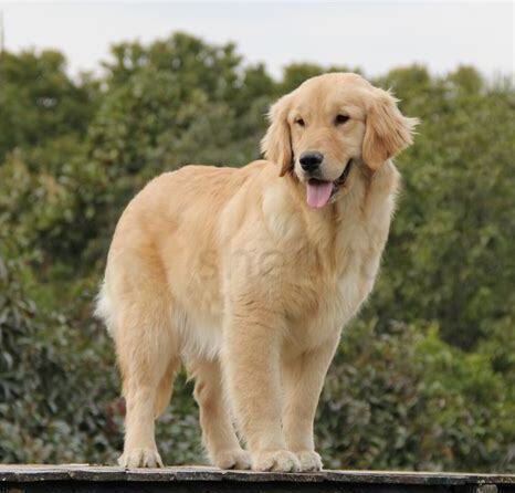 金毛犬好养吗,优缺点有哪些