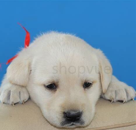 拉布拉多幼犬怎么养