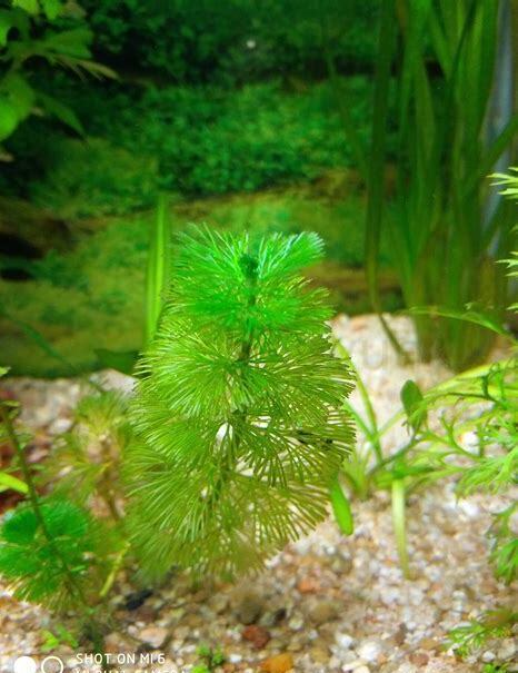 怎么养水草