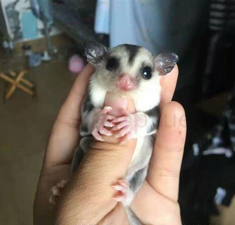 蜜袋鼯怎么养