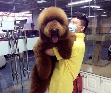 巨贵幼犬怎么喂养