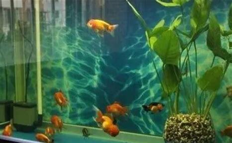 养鱼用什么水养最好,鱼水怎么养