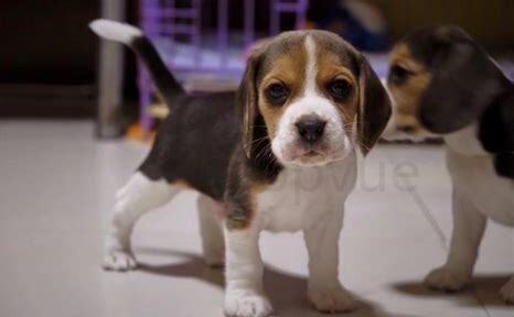 怎么养幼犬