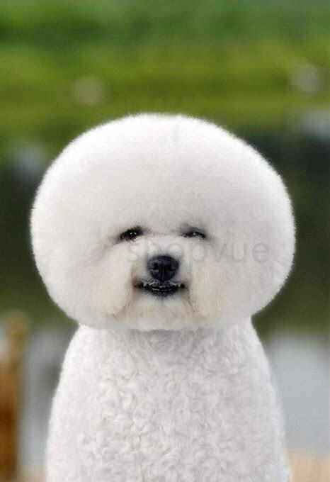 比熊犬怎么养