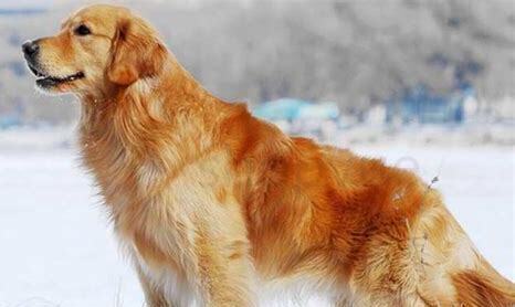金毛犬怎么养