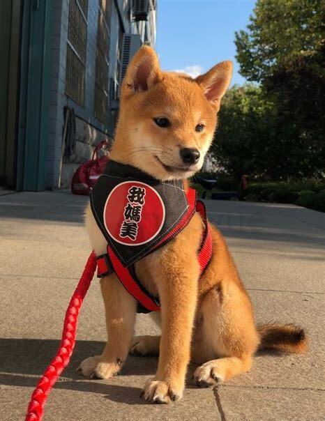 柴犬怎么养才会圆脸
