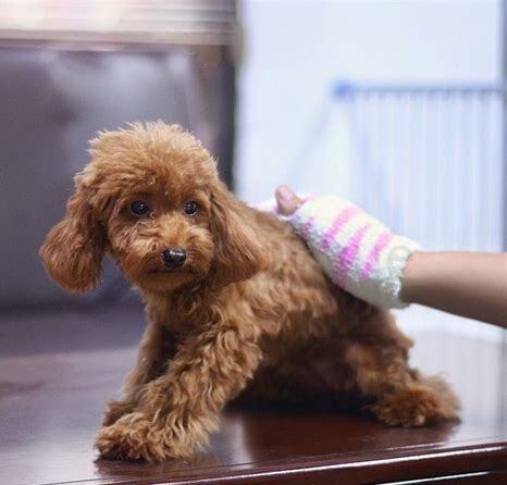 泰迪犬怎么训练大小便