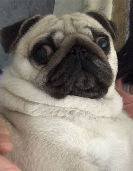 巴哥犬怎么养
