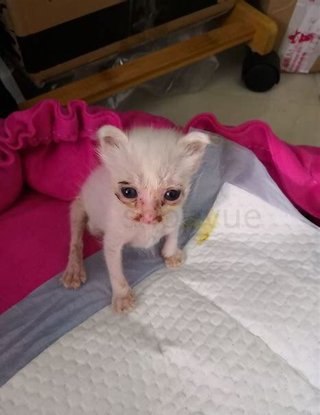 一个月的小猫咪怎么养