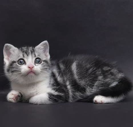 美短猫怎么养