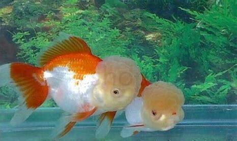 金鱼怎么养好起头