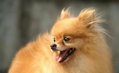 怎么养博美犬