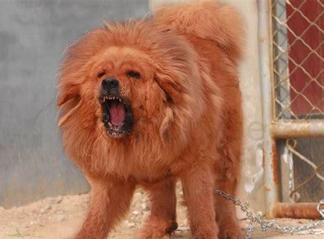 藏獒怎么养