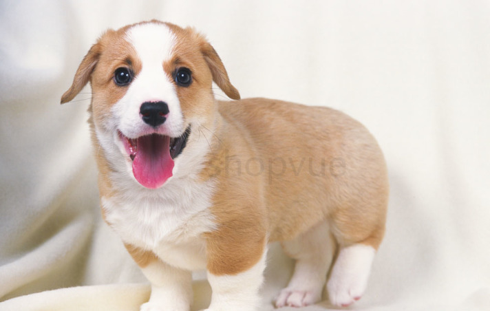 怎样养幼犬,怎么养幼狗