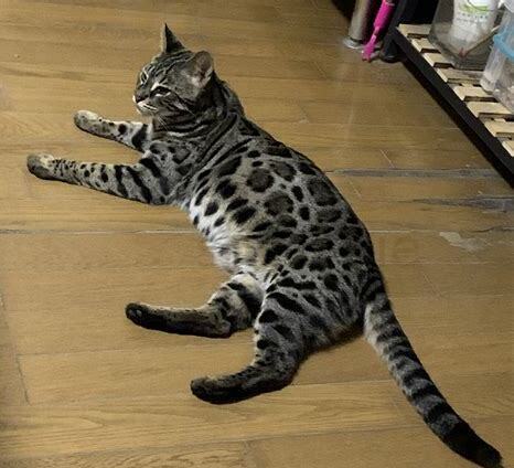 怎么养豹猫