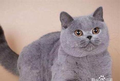 怎么把猫养好