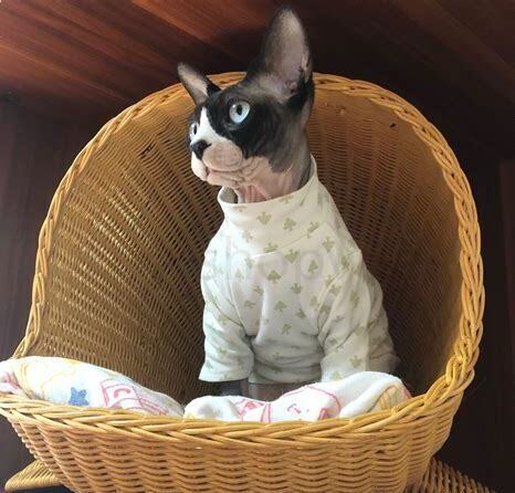 斯芬克斯猫怎么养