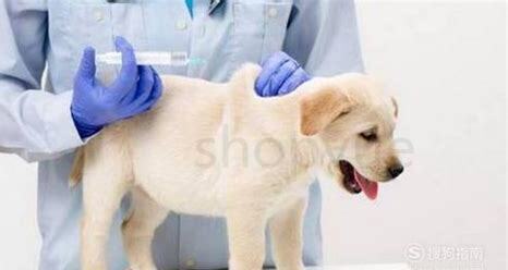 怎么养阿拉斯加 怎么养阿拉斯加