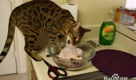 家养豹猫