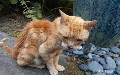 怎么养流浪猫