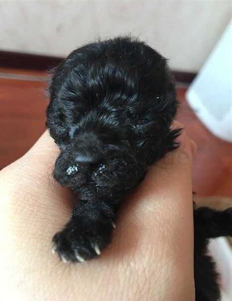 怎样养幼犬,怎么养幼狗
