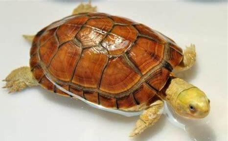 水要怎么养
