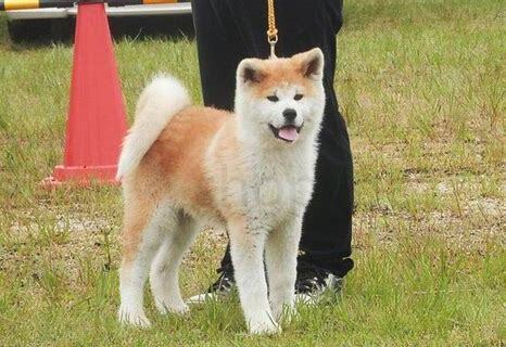 怎么养秋田犬幼犬