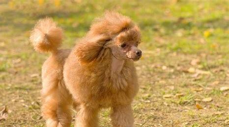 怎么养贵宾犬