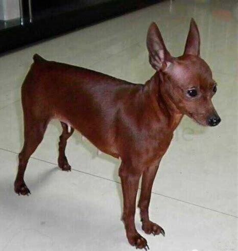 小鹿犬千万别养