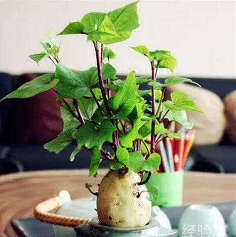 怎么养好水 怎么养好水