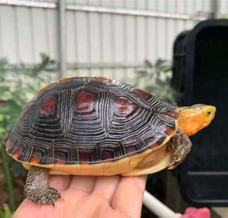 黄缘龟怎么养