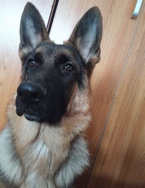 一个月的德牧幼犬怎么喂养
