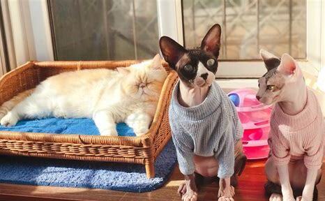 斯芬克斯猫怎么养