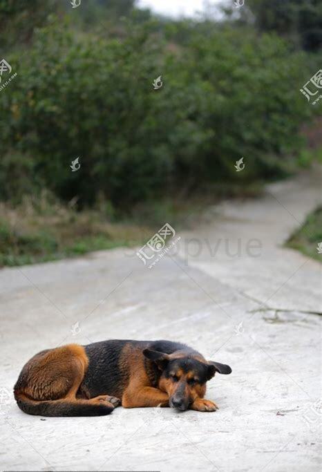 怎么养黑背