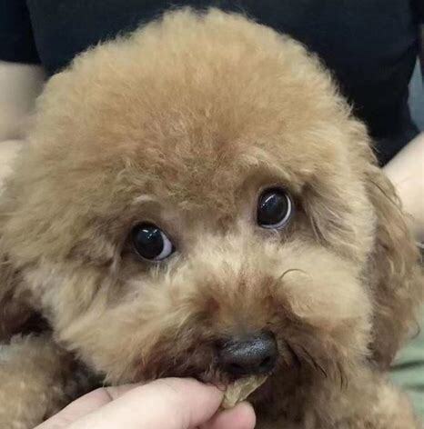 泰迪两个月怎么养