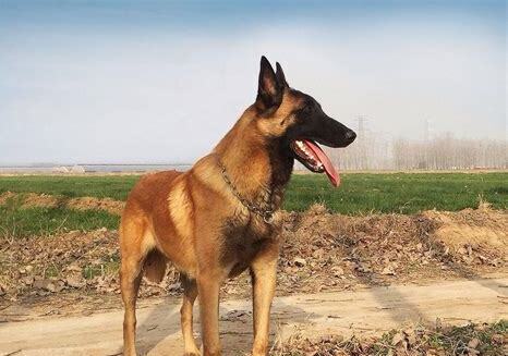 怎么养马犬
