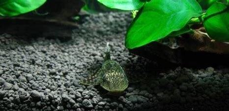 清道夫鱼怎么养