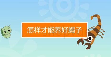 新手怎么养独角仙