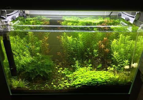 怎么养水草缸