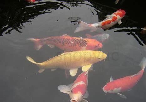 锦鲤鱼苗怎么养