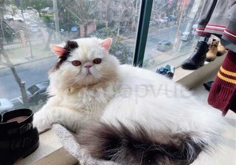 怎么养加菲猫 怎么养加菲猫