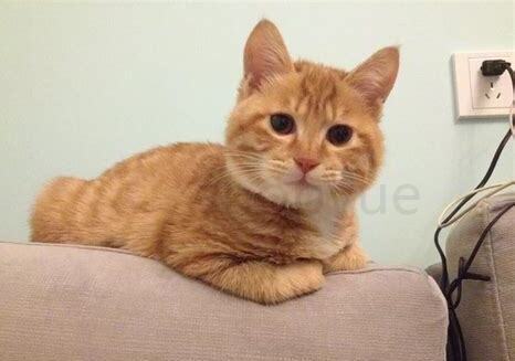 家里一只公猫一只母猫怎么养